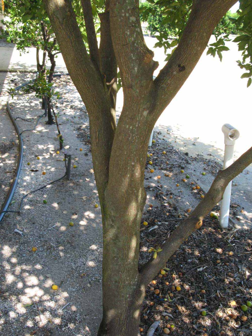         Bark (Winter Haven, FL)  